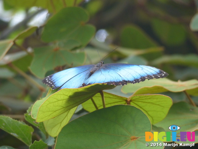 FZ007462 Blue butterfly